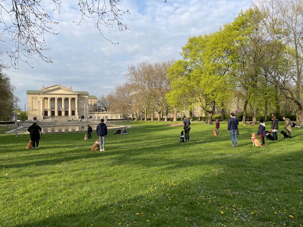 Guide dog handlers with their guide dogs spread out on a lawn