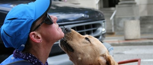 A man being sniffed by a guide dog